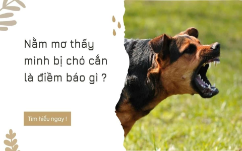 Ý nghĩa giấc mơ thấy mèo vàng: Điềm lành hay điềm dữ?