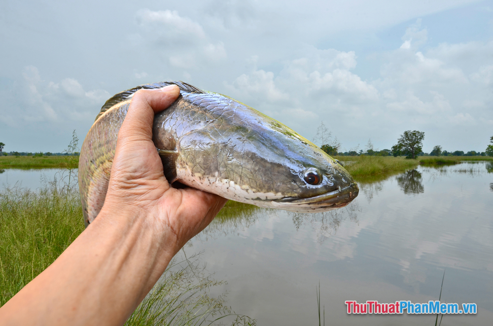 Mơ thấy bắt cá trê đánh đề con số nào chuẩn xác?