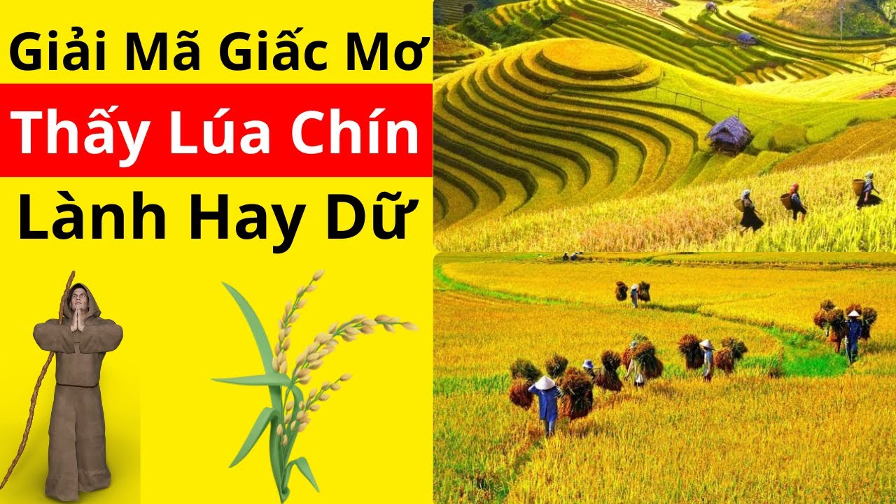 Nằm Mơ Thấy Mình Đi Gặt Lúa: Giải Mã Điềm Báo Tốt Hay Xấu?