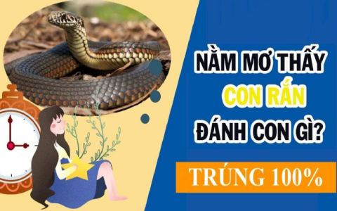 Mơ Thấy Đánh Chết Rắn: Giải Mã Ý Nghĩa Và Số May Mắn