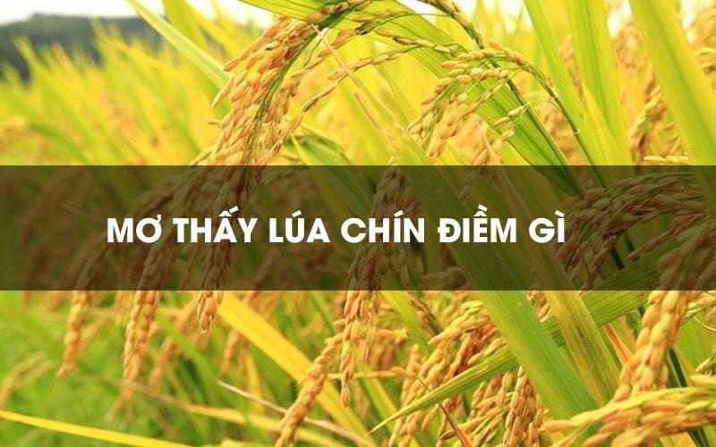 Ý Nghĩa Giấc Mơ Thấy Ruộng Lúa: Những Dấu Hiệu Thịnh Vượng Và Thành Công