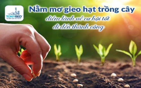 Nằm mơ thấy heo con là điềm gì? Giải mã giấc mơ cực chi tiết