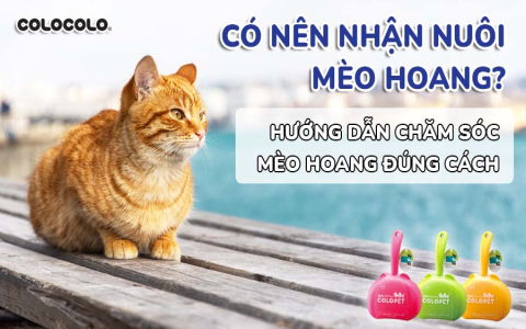 Làm sao để xem ngày tốt xấu chăn nuôi? Mẹo hay cho người mới bắt đầu!