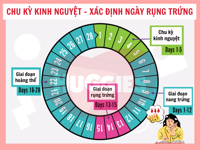 Cách tính trứng tăng đơn giản, dễ hiểu (Hướng dẫn chi tiết cho người mới)